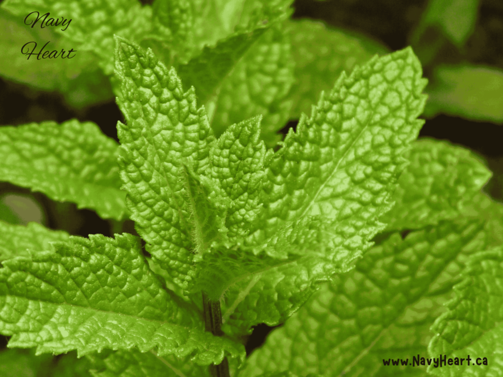 Fresh mint leaves