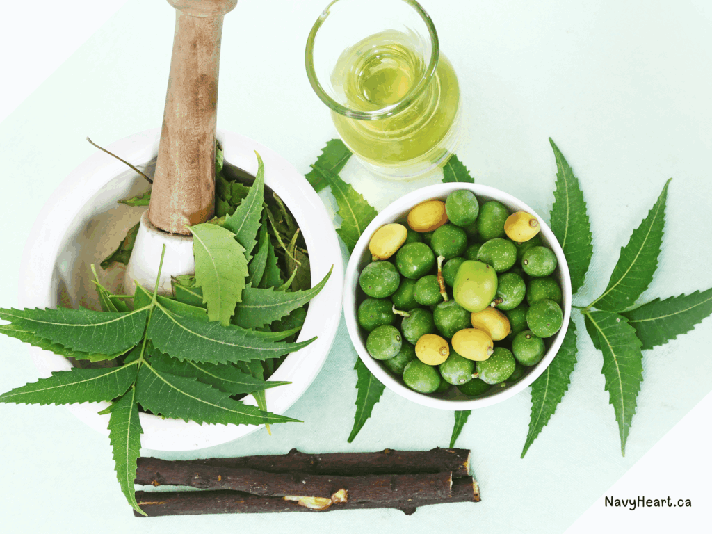 Neem Oil created from neem seeds and leaves