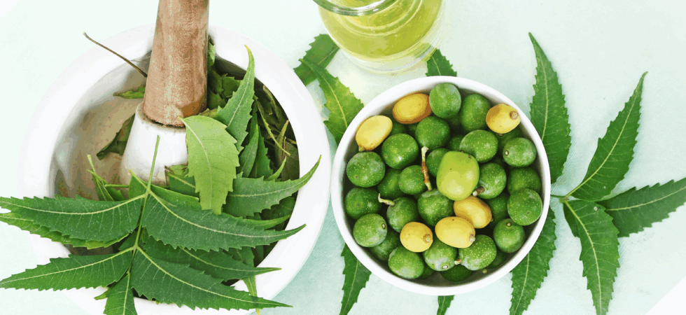 Neem Oil created from neem seeds and leaves