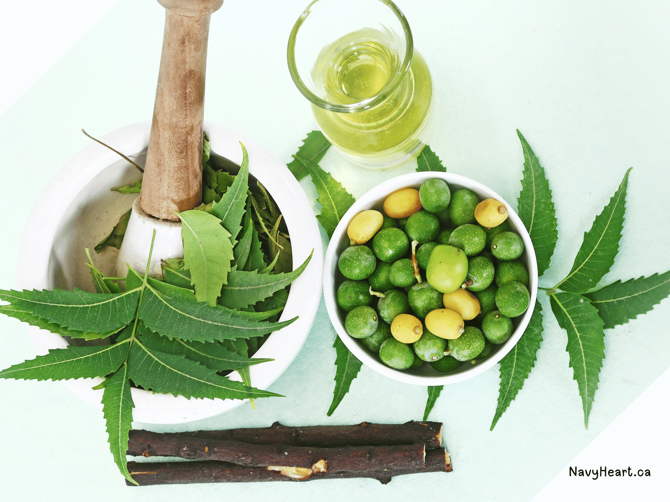 Neem Oil created from neem seeds and leaves
